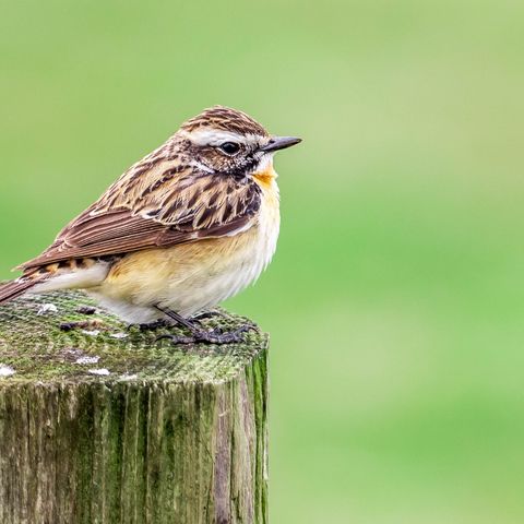 Braunkehlchen Wellspanger Au