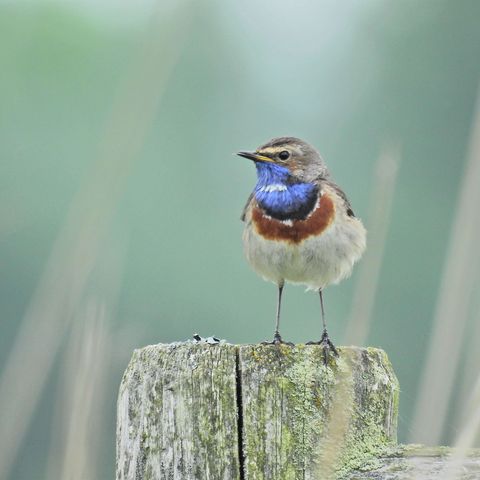 Blaukehlchen