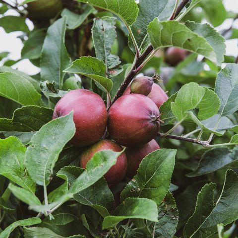 Äpfel alter Sorten am Obstbaum
