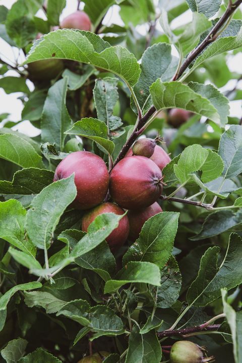 Äpfel alter Sorten am Obstbaum