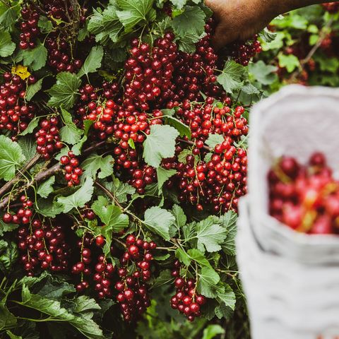 Johannisbeeren zum Selbstpflücken