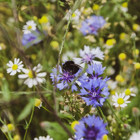 Kornblume mit Hummel und Kamille