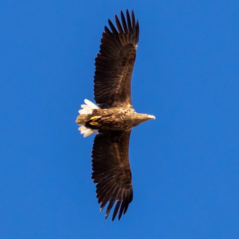 Seeadler