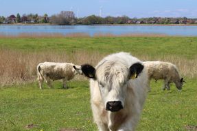 Galloways in Grödersby