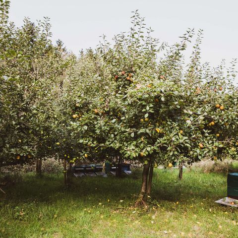 Streuobstwiese mir Bienen-Beute