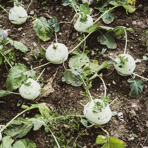 Kohlrabi auf dem Acker