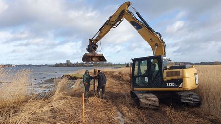 Bagger drückt Robinienpfahl bei Zaunbauarbeiten am Südufer der Schlei