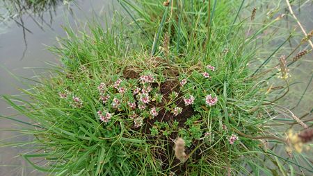 Strand-Milchkraut am Gunnebyer Noor