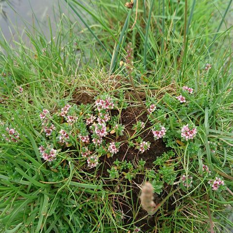 Strand-Milchkraut am Gunnebyer Noor