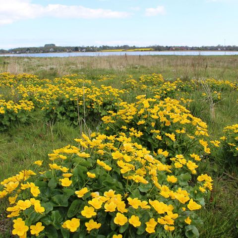 Sumpfdotterblume Grödersby Weide Galloways