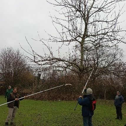 Menschen schneiden Obstbaum mit Astschere und Teleskopstange