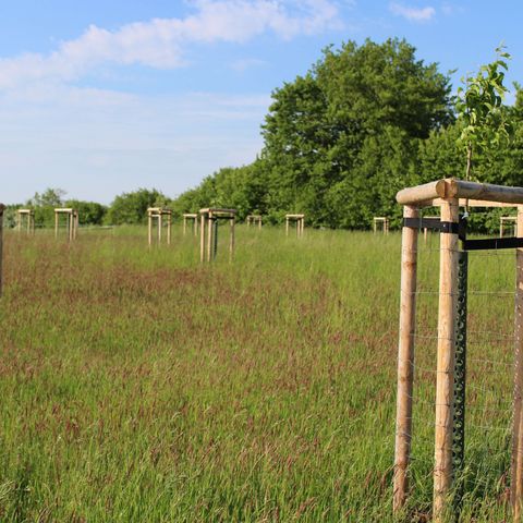 Obstwiese in Thumby