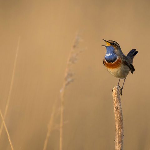 Blaukehlchen