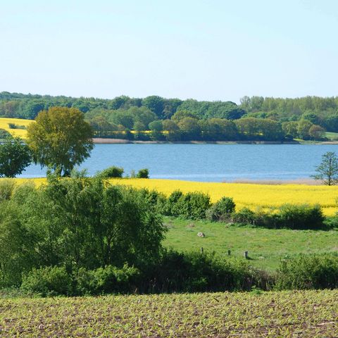 Rapsblüte in Lindaunis an der Schlei